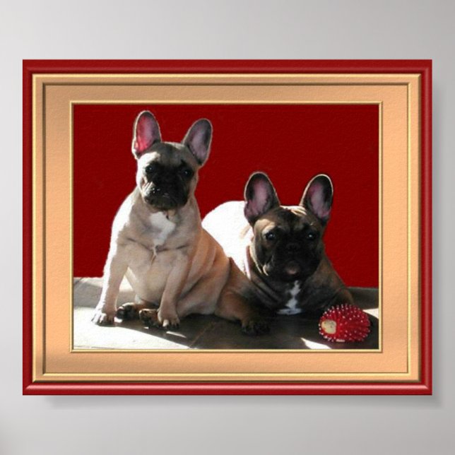Französische Buldoggen Poster (Frente)