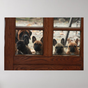 Französische Bulldoggen Poster