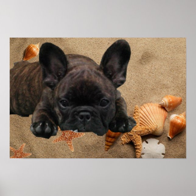 Französische Bulldoggen Poster (Frente)