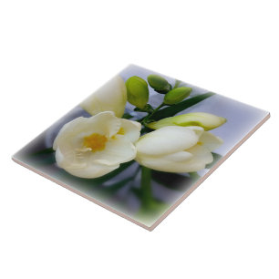 freesia amarela branca