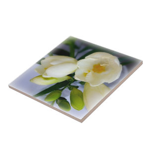 freesia amarela branca