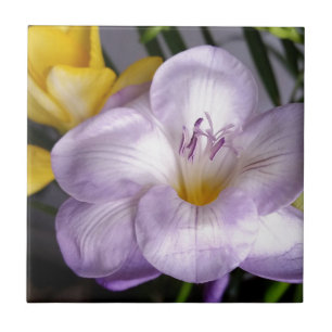 freesia violeta aberta