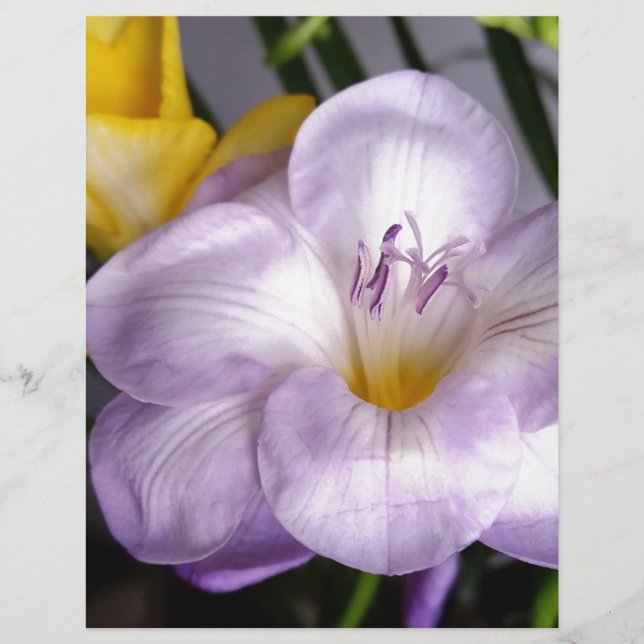 freesia violeta aberta (Frente)