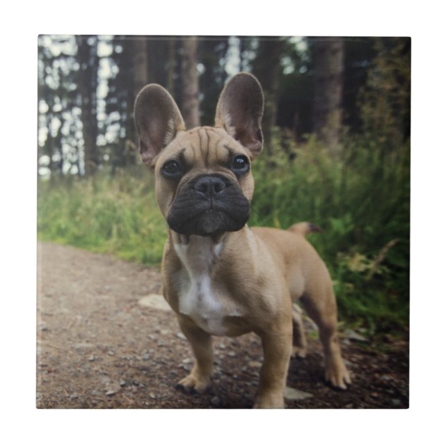 French Bulldog Throw Pillow (Frente)