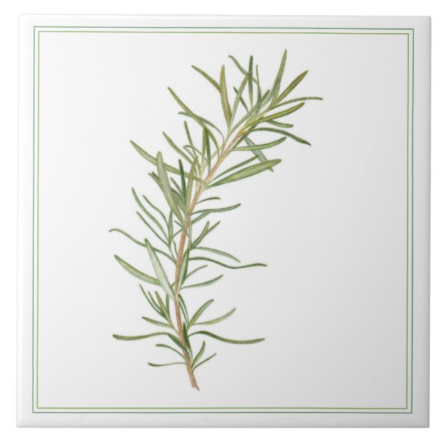 FRESH ROSEMARY 6x6 Azulejo cerâmico (-text) (Frente)