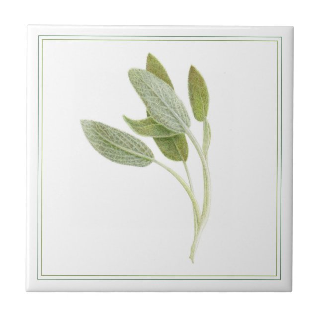 FRESH SAGE 4.25x4.25 Azulejo cerâmico (-texto) (Frente)