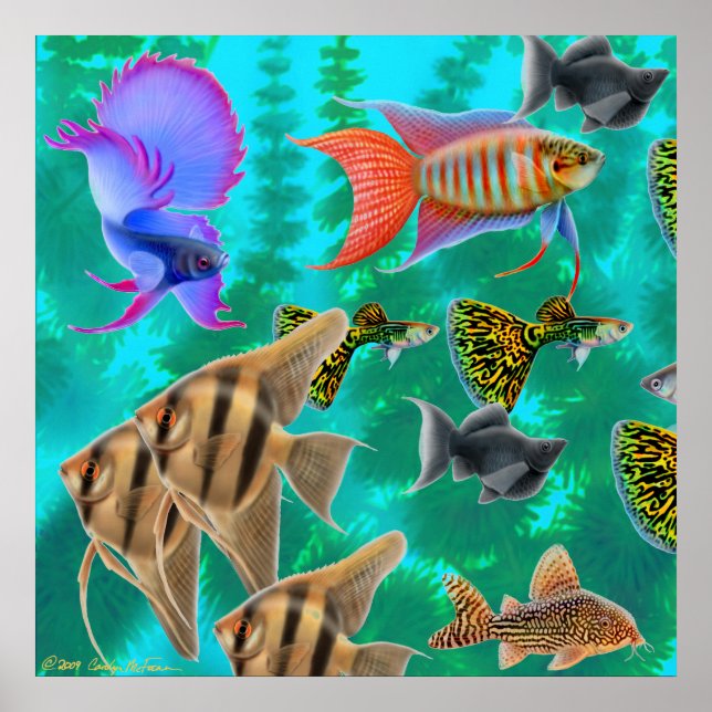 Freshwater Aquarium Fish Poster (Frente)