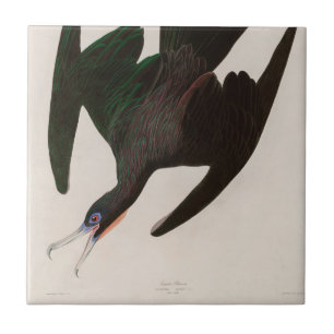 Frigate Pelican Birds of America Audubon Impressã