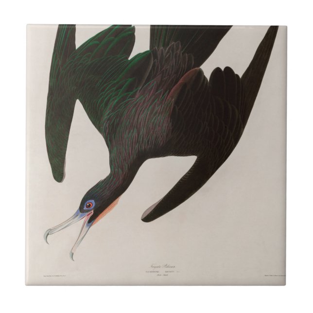 Frigate Pelican Birds of America Audubon Impressão (Frente)