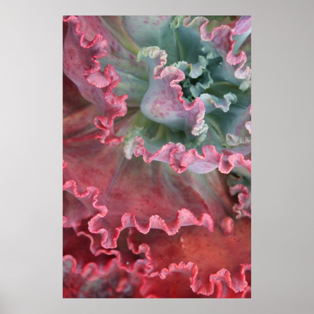 Frilled Echeveria poster (Frente)