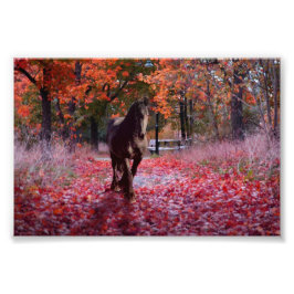 Frísia DIAMOND VIII - Impressão de fotografia