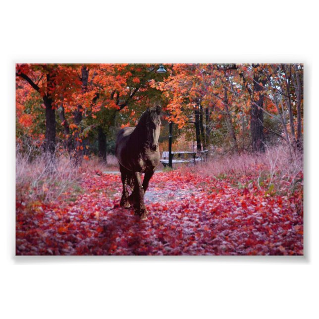 Frísia DIAMOND VIII - Impressão de fotografia (Frente)