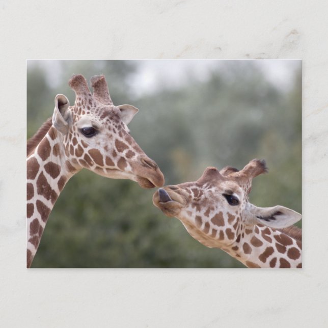 Frisse! Cartão postal (Frente)