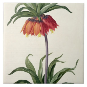 Fritillaria Imperialis de, "Les Lilacees", 1802-