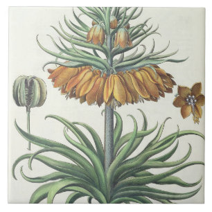 Fritillary: Classe do florum de Imperialis da