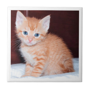 Fronteira Mínima Moderna de Kitten para a Família
