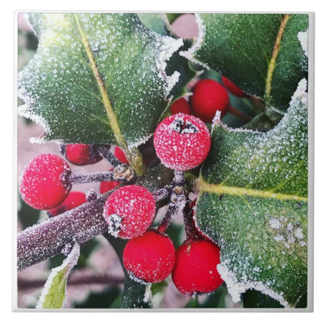 Frosty Holly (Frente)