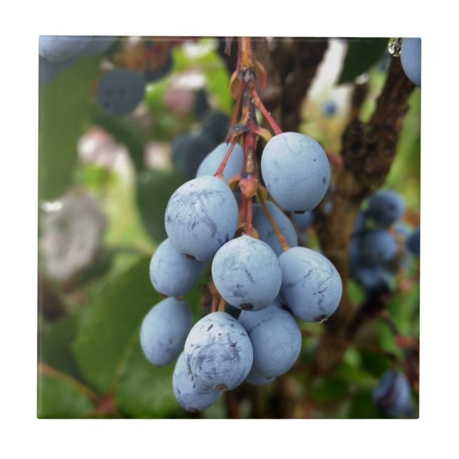 Fruta de espinho negro (Frente)