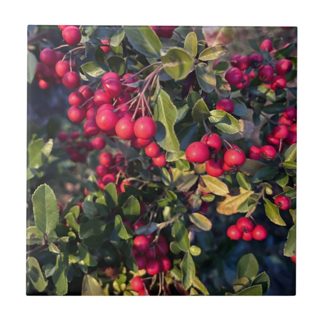 Fruta de outono (Frente)