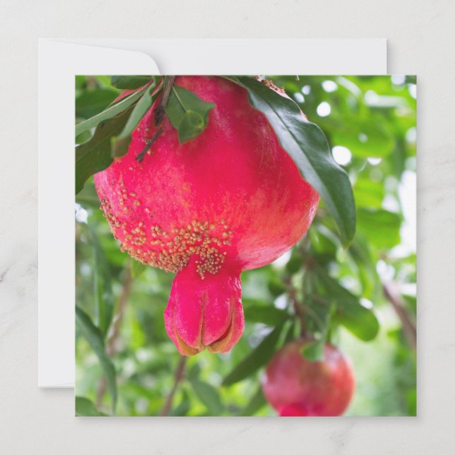 Fruta de romã (Frente)