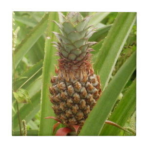 Fruta tropical de ananás selvagem na natureza