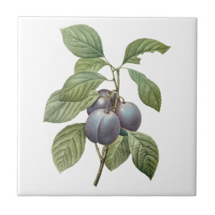Frutas Alimentícias Antigas, Ameixas de Jardim Rox