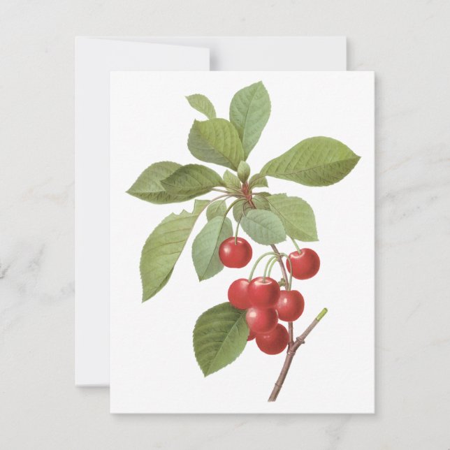 Frutas Antigas, Cerejas por Convite Redoute (Frente)