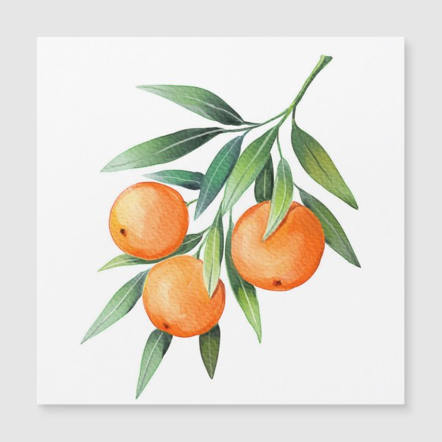 Frutas Laranja De Aquarela: Ramais Isolados. (Frente)