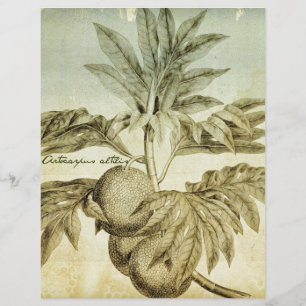 Frutas-pão antigas Artocarpus Altilis