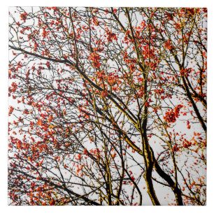 Frutas ruivas ou amoras de cinzas