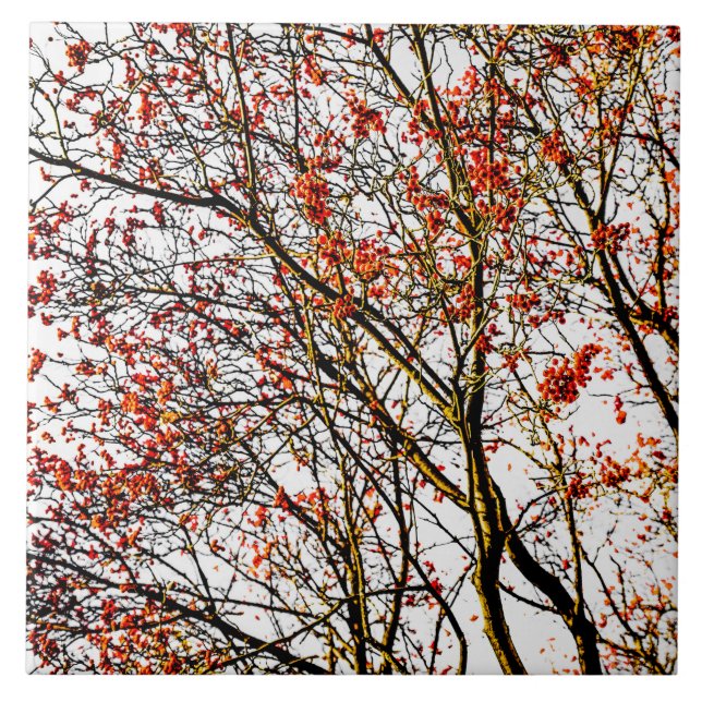 Frutas ruivas ou amoras de cinzas (Frente)