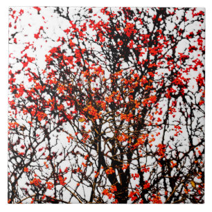 Frutas ruivas ou amoras de cinzas