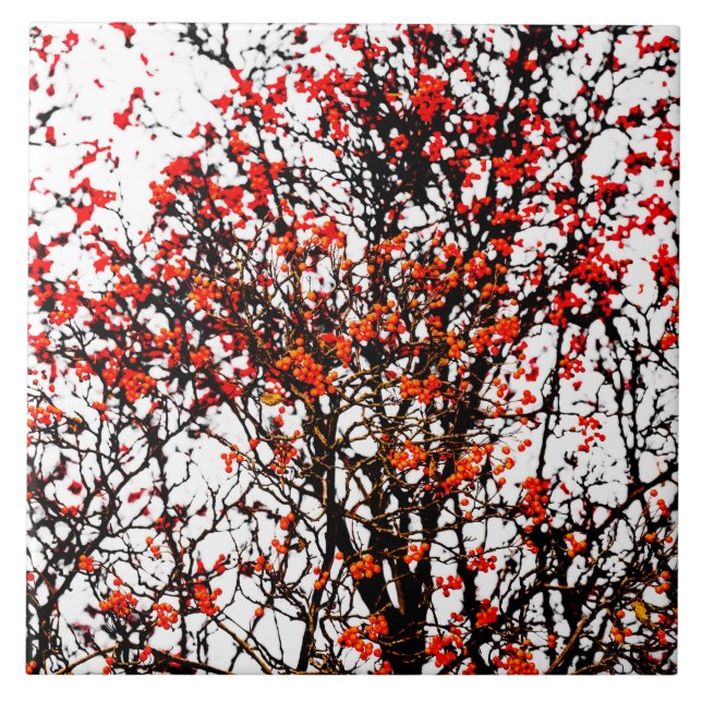 Frutas ruivas ou amoras de cinzas (Frente)