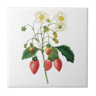 Frutas Vermelhas de Frutas Antigas por Redoute