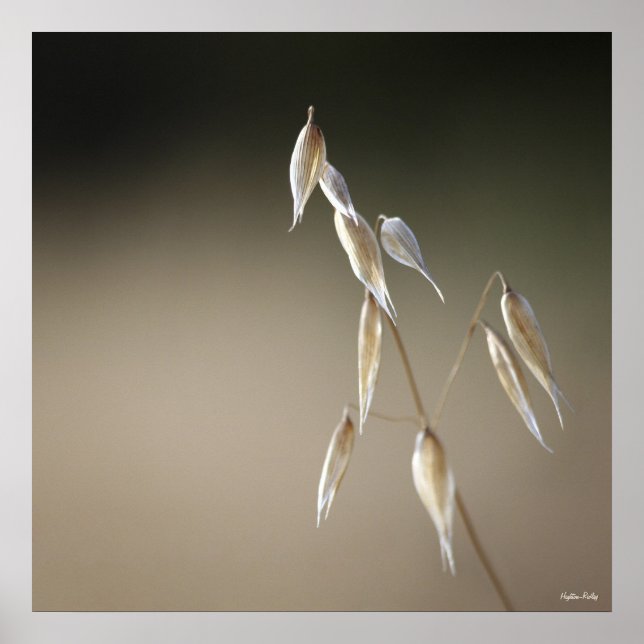 Fruticultura de aveia selvagem impressão (Frente)