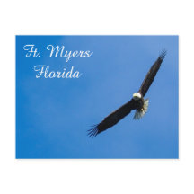 Ft. Cartão postal Myers Bald Eagle