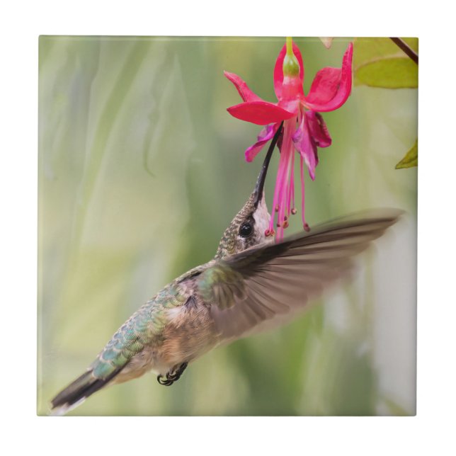 Fuchsia Hummingbird favorito (Frente)