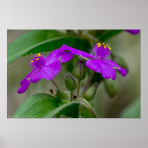 Fuchsia Spiderworts Gêmeos de flor selvagem Poster