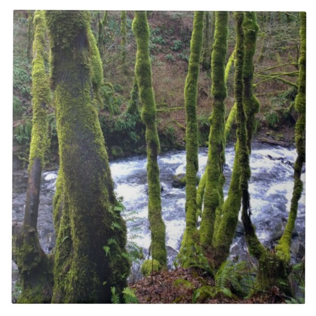 Fuga de Queda de Véu Bridal, OU (Frente)