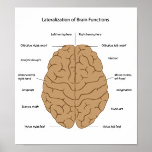 Funções do Poster cerebral