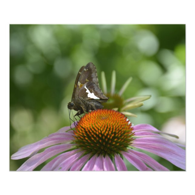 FUNDINDO A FOTO IMPRESSA (Frente)