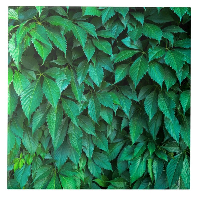 fundo de sebe verde parthenocissus padrão texto (Frente)