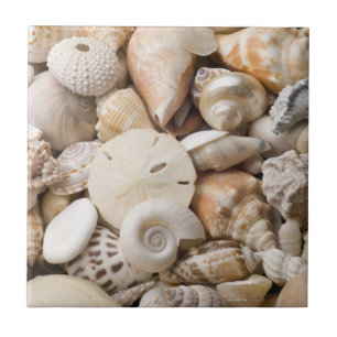 Fundo de Shell do mar de Florida - a praia