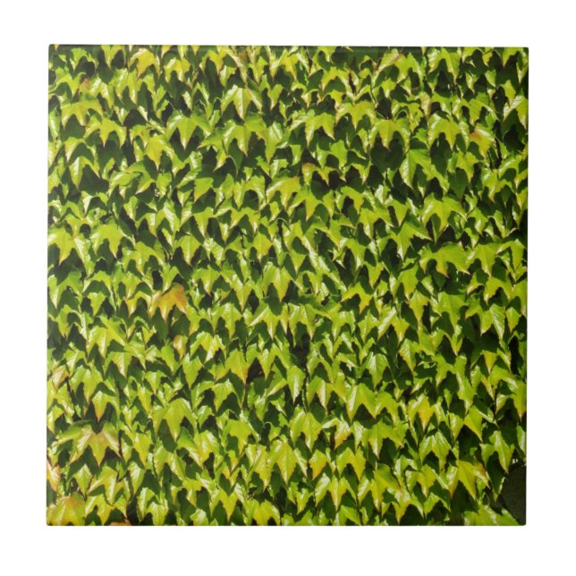 Fundo do Caçador Japonês (Frente)