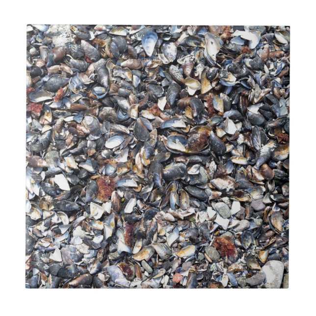 Fundo dos conchas (Frente)