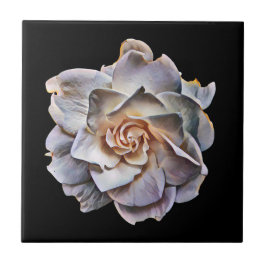 Fundo Preto da Gardenia Branca