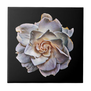 Fundo Preto da Gardenia Branca