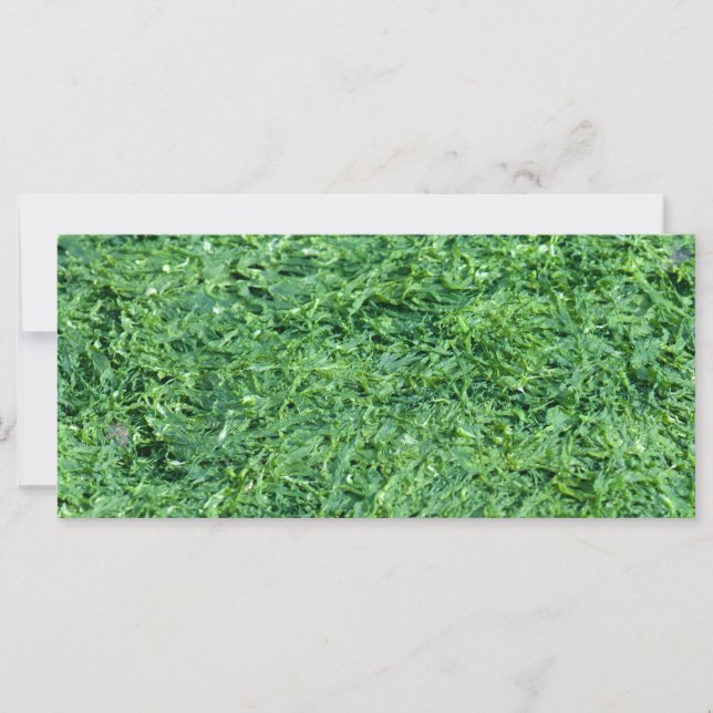 Fundo verde de algas (Frente)