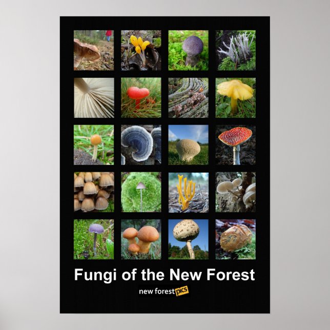 Fungos do poster da Nova Floresta (Frente)