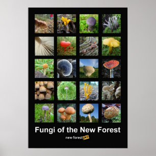 Fungos do poster novo da floresta